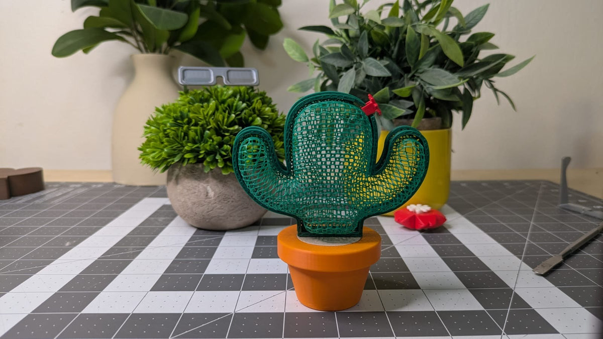 Cactus cachette — vue 2